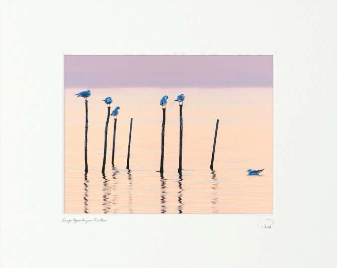 Photo Les oiseaux de la lagune, Venise par Philip Plisson