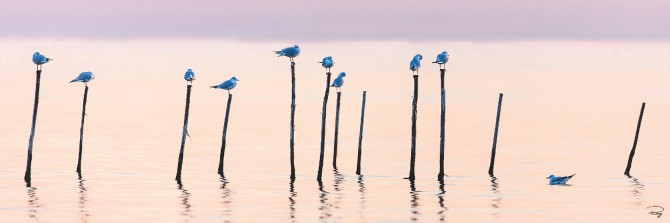 Photo The birds of the lagoon, Venice par Philip Plisson