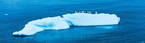 Photo Penguins on their iceberg in Antarctica par Philip Plisson