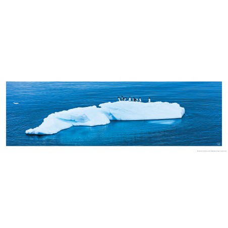 Penguins on their iceberg in Antarctica