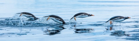 Photo King penguins, Antarctica par Philip Plisson