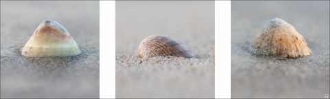 Photo Shells on the beach par Philip Plisson