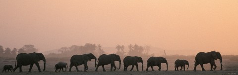 Photo Elephant herd, Kenya, Africa par Michel & Christine Denis-Huot