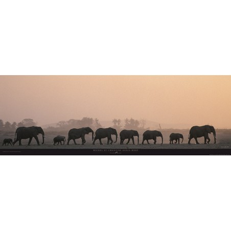 Troupeau d'éléphants, Kenya, Afrique