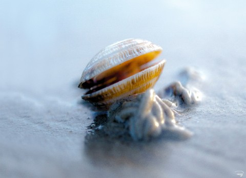 Photo Small seashell at low tide par Philip Plisson