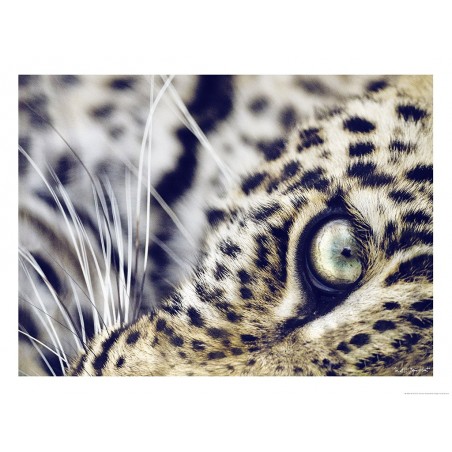 L'oeil du léopard, Kenya, Afrique