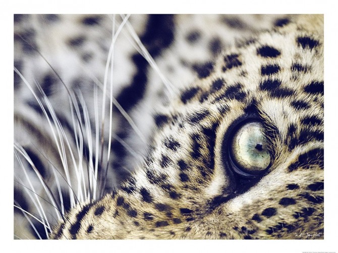 Photo L'oeil du léopard, Kenya, Afrique par Michel & Christine Denis-Huot