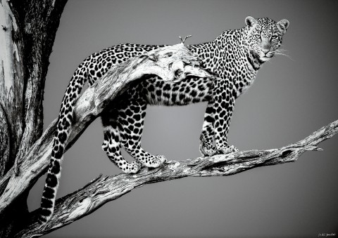 Photo Leopard on his branch, Kenya, Africa par Michel & Christine Denis-Huot