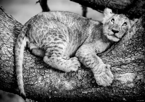 Photo Lion cub, Kenya, Africa par Michel & Christine Denis-Huot