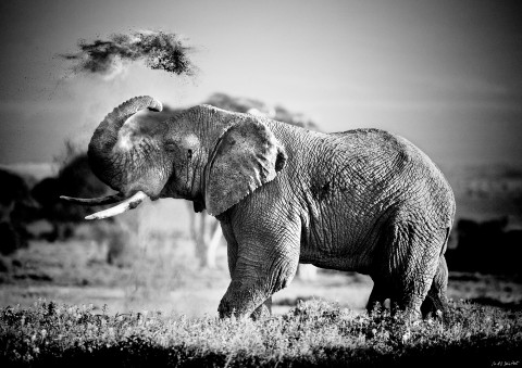 Photo Eléphant, Kenya, Afrique par Michel & Christine Denis-Huot
