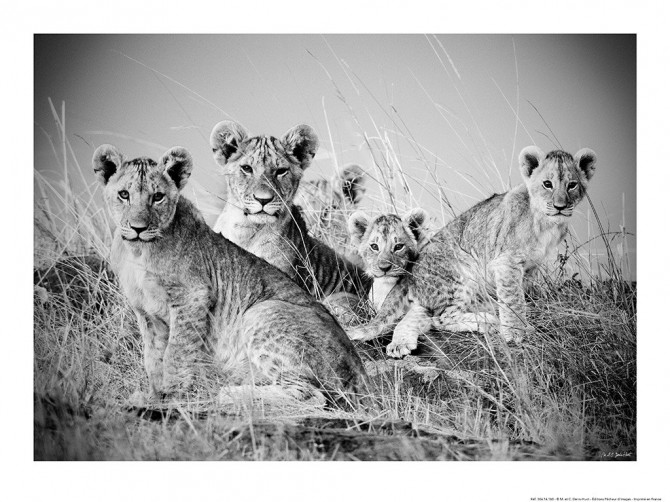 Photo Lions et lionceaux, Kenya, Afrique par Michel & Christine Denis-Huot