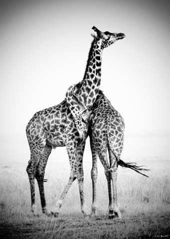 Photo Giraffe couple, Africa, Kenya par Michel & Christine Denis-Huot