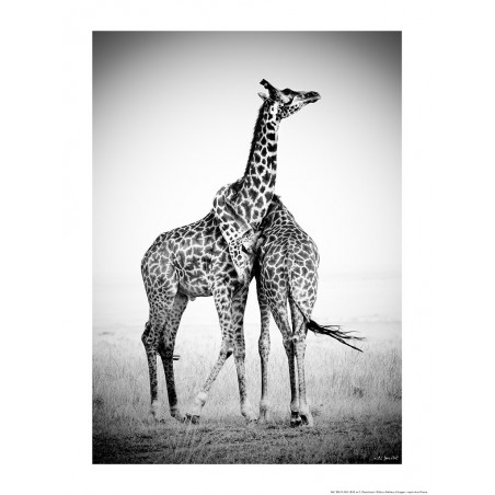 Couple de girafes, Afrique, Kenya, Afrique