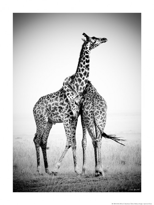 Photo Couple de girafes, Afrique, Kenya, Afrique par Michel & Christine Denis-Huot