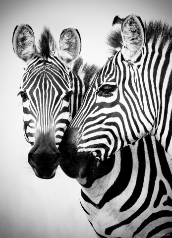 Photo Zebra couple, Kenya, Africa par Michel & Christine Denis-Huot