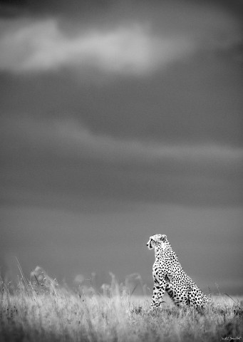 Photo Léopard en chasse, Kenya, Afrique par Michel & Christine Denis-Huot