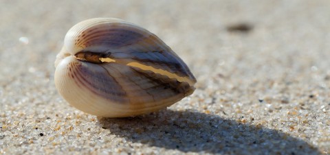 Photo Precious shell par Philip Plisson