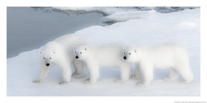Photo Famille d'ours blancs par Philip Plisson