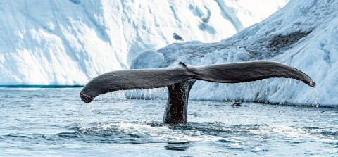 Photo Queue de baleine par Philip Plisson
