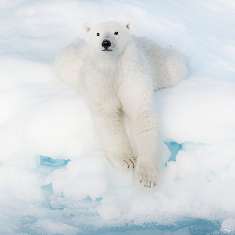 Photo Le repos de l'ours polaire par Philip Plisson