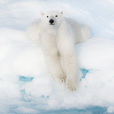Le repos de l'ours polaire