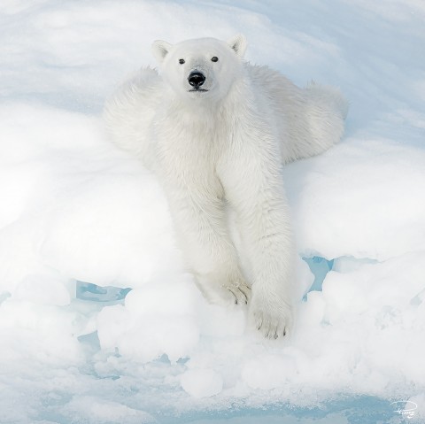 Photo Trio polar bears par Philip Plisson