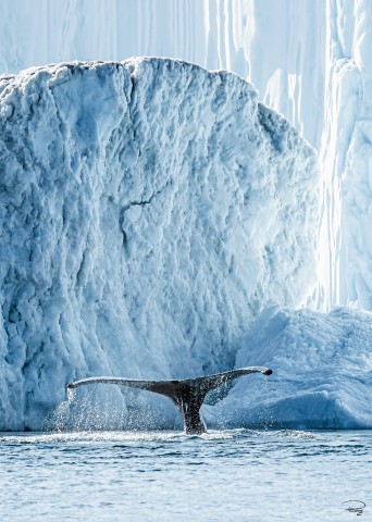 Photo Baleine au groenland par Philip Plisson