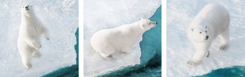 Photo Trio Ours polaires par Philip Plisson
