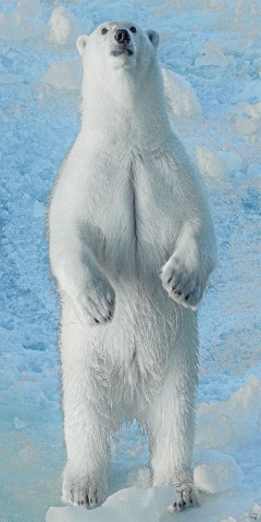 Photo A la rencontre de l'ours polaire par Philip Plisson