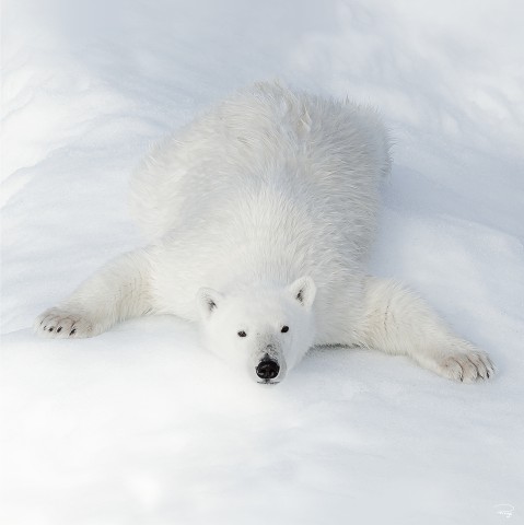 Photo The polar bear at rest par Philip Plisson