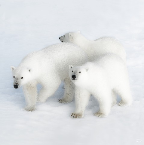 Photo Ours polaires en famille par Philip Plisson