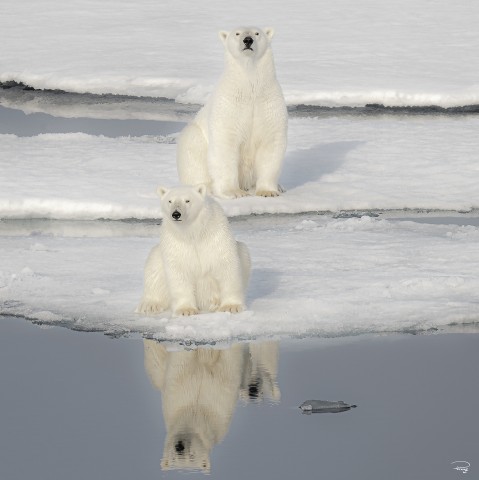 Photo Polar bear duo par Philip Plisson