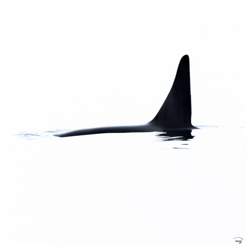 Photo Rencontre en pleine mer avec un orque par Philip Plisson