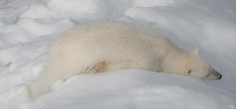 Photo Un ours polaire en pause sur la banquise par Philip Plisson