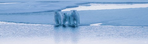 Photo 3 bears on the ice floe par Philip Plisson