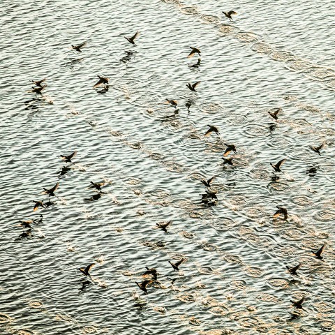 Photo Flight of seabirds par Philip Plisson