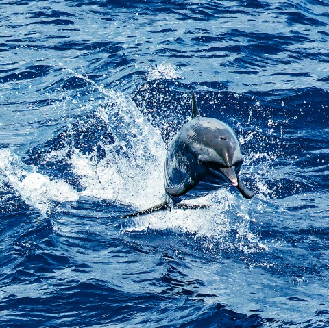 Photo Jumping dolphin par Philip Plisson