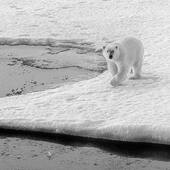 Ours polaire curieux by @plisson56 📸
•
C'est une rencontre assez exceptionnelle entre Philip Plisson et un ours polaire très curieux...Il est venu à sa rencontre sans agressivité, majestueux, puissant et surtout très curieux ! 🤍❄️🐻‍❄️
•
•
#pecheurdimages #ours #ourspolaire #polaire #rencontre #voyage #photographie #noiretblanc #photography #philipplisson