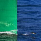 Dauphin à l'étrave 🐬 by @phil_plisson 📸 
•
La mer offre des rencontres exceptionnelles. Lors d'un reportage, Philip Plisson a croisé ce dauphin, qui est venu jouer devant l'étrave de ce porte-container. En saisissant cet instant, il nous fait partager le gigantisme de ces navires de commerce, mêlé à la poésie de l'instant... 🐬🚢
•
•
#pecheurdimages #dauphin #animaux #animauxmarins #etrave #bateau #mer #reportage #maritime #photography #photographie #philipplisson