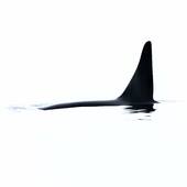 Rencontre en pleine mer avec un orque by @phil_plisson 📸
•
Il arrive parfois que la mer vous offre des rencontres exceptionnelles. Lors d'un reportage en Arctique, Philip Plisson a croisé le chemin d'un orque. En saisissant cet instant, il nous fait partager la force et la puissance de cet animal qui nous fascine, mêlées à la douceur et à la fragilité de l'instant... 🐋 
•
•
#pecheurdimages #orque #mer #animal #noiretblanc #photography #photographie #deco #decorationinterieur #philipplisson